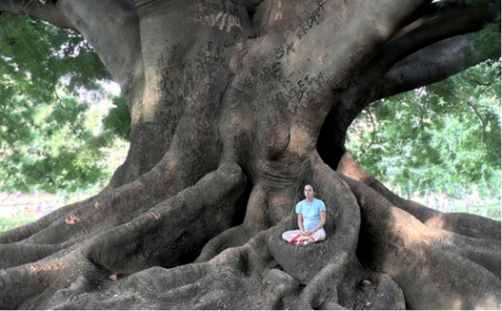 comment se recharger avec un arbre